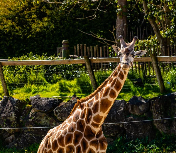Jirafa Retrato Zoológico Auckland Auckland Nueva Zelanda — Foto de Stock