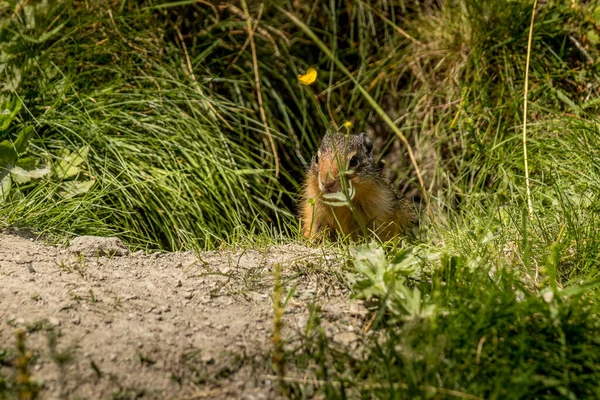 Ardilla Guardia Desde Madriguera Parque Nacional Glaciar Columbia Británica Canadá — Foto de Stock