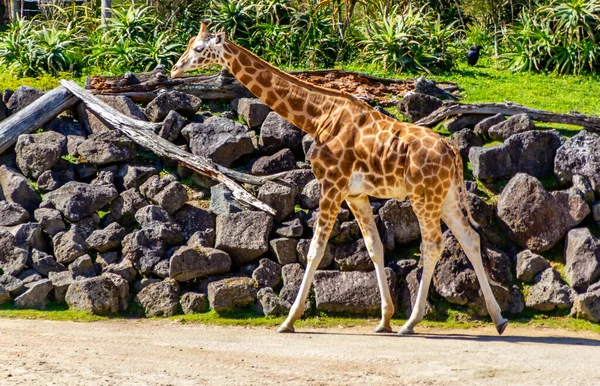 Girafa Passear Pelo Complexo Auckland Zoo Auckland Nova Zelândia — Fotografia de Stock