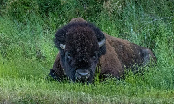 Bison Descansando Grama Elk Island National Park Alberta Canadá — Fotografia de Stock