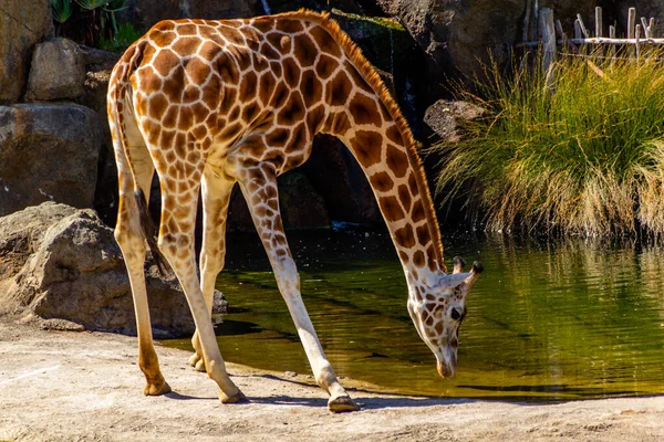 Girafa Beber Copo Regador Auckland Zoo Auckland Nova Zelândia — Fotografia de Stock