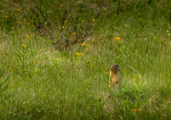 Ground Squirell Look Out Tillebrook Provincial Park Alberta Canada — Stock Photo, Image