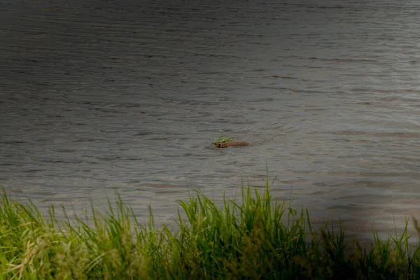 Muscat gölette yüzer ve kuş tüyü yuva yapar. Alberta Bölgesi Alberta Kanada