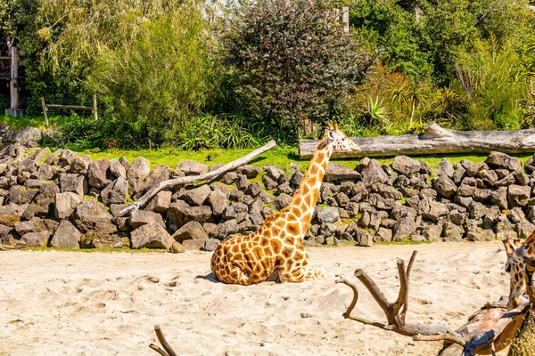 Girafa Descansando Sol Auckland Zoo Auckland Nova Zelândia — Fotografia de Stock