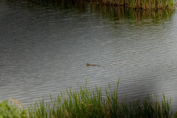 Muscat Swimming Pond Feathering Nest Kneehill County Alberta Canada — стоковое фото