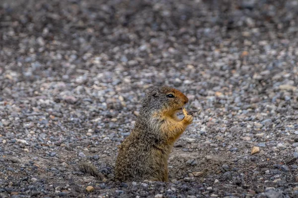 Richardsons Ground Squirrel Grabs Snack Fruit Banff National Park Alberta — Stock Photo, Image