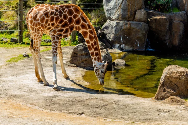 Girafa Vai Buscar Uma Bebida Auckland Zoo Auckland Nova Zelândia — Fotografia de Stock