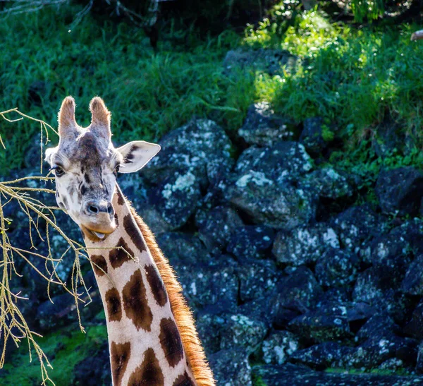 Жираф Хапає Швидку Закуску Дерева Окленд Зоопарк Окленд Нова Зеландія — стокове фото
