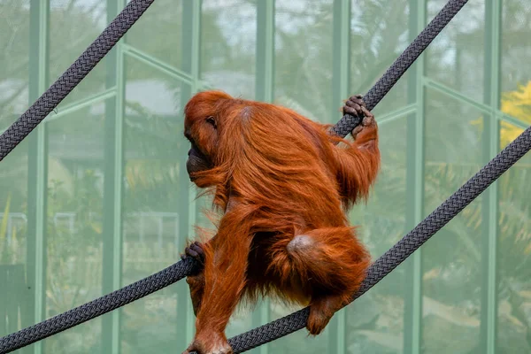 Orangutan Climbing Ropes Auckland Zoo Auckland New Zealand — стоковое фото
