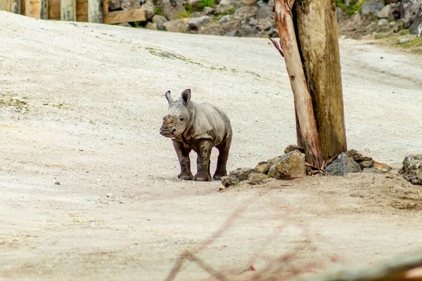 Baby White Rhino Plays Yard Auckland Zoo Auckland New Zealand — Stock Photo, Image