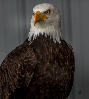 Kel Kartal, Yırtıcı Kuş Merkezi 'nden Coleman Alberta Kanada' yı sürekli ve tetikte tutuyor.