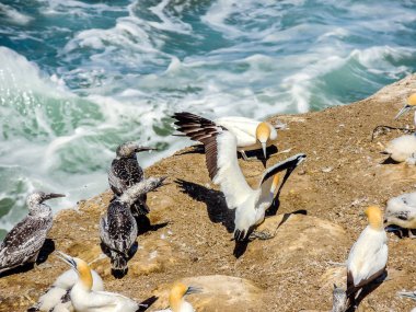 Sümsük kuşları çiftleşme mevsiminde bir araya gelir. Murawai Sahili, Auckland, Yeni Zelanda