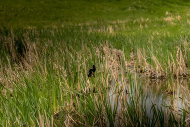 Kırmızı Kanatlı Kara Kuş, gölet kenarındaki boğaların üzerinde oturuyor. Alberta Bölgesi Alberta Kanada.