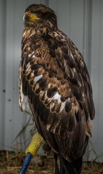 Bald Eagle Mantém Firme Alerta Birds Prey Centre Coleman Alberta — Fotografia de Stock