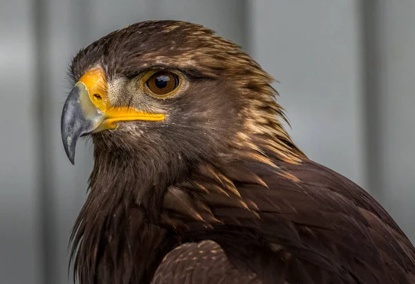 Pygargue Tête Blanche Demeure Ferme Alerte Birds Prey Centre Coleman — Photo