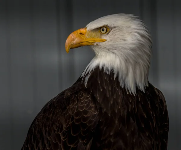 Weißkopfseeadler Hält Standhaft Und Wachsam Birds Prey Centre Coleman Alberta — Stockfoto