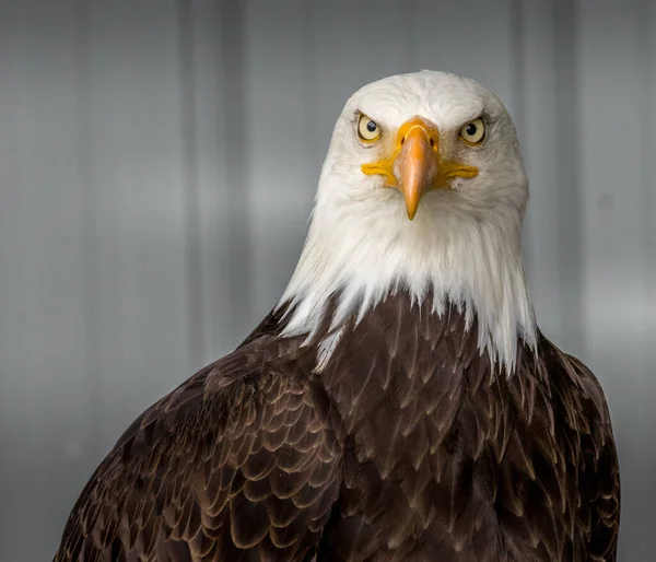 Weißkopfseeadler Hält Standhaft Und Wachsam Birds Prey Centre Coleman Alberta — Stockfoto