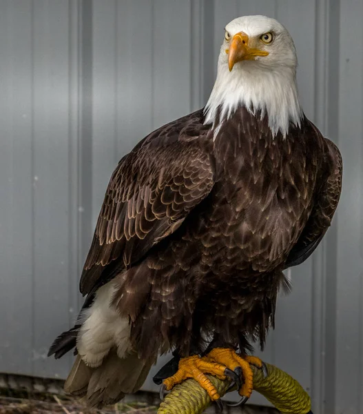 Pygargue Tête Blanche Demeure Ferme Alerte Birds Prey Centre Coleman — Photo