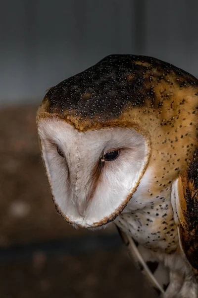 Barn Owl Encorvado Sobre Centro Aves Rapaces Reposo Coleman Alberta — Foto de Stock