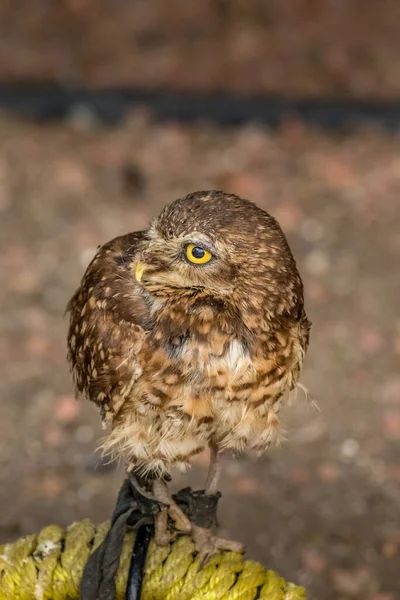 Burrowing Owl Gazing Side Ways Birds Prey Centre Coleman Alberta — Stock Photo, Image