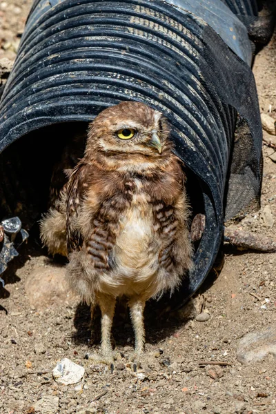 Burrowing Owls Viendo Los Lugares Interés Birds Prey Centre Coledale —  Fotos de Stock