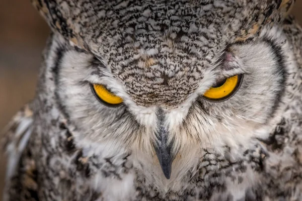 Pod Okiem Great Horned Owl Birds Prey Centre Coleman Alberta — Zdjęcie stockowe