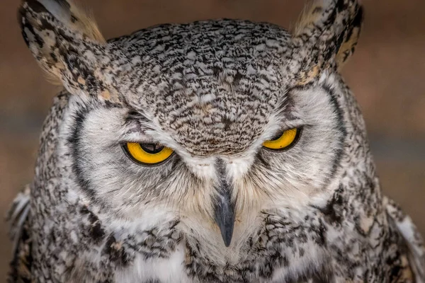 Κάτω Από Βλέμμα Του Great Horned Owl Birds Prey Centre — Φωτογραφία Αρχείου