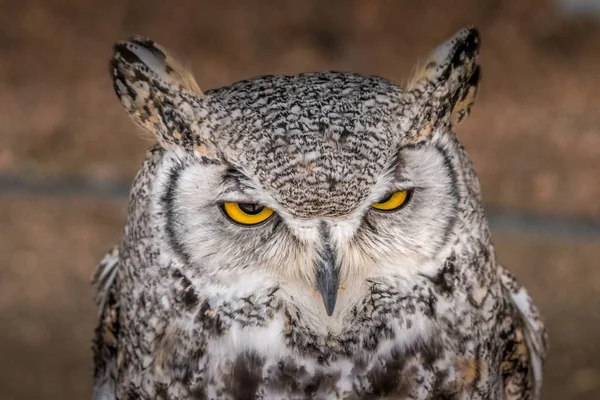 Gaze Great Horned Owl Birds Prey Centre Coleman Alberta Canada — Stock Photo, Image