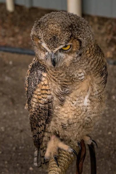 Pod Okiem Great Horned Owl Birds Prey Centre Coleman Alberta — Zdjęcie stockowe