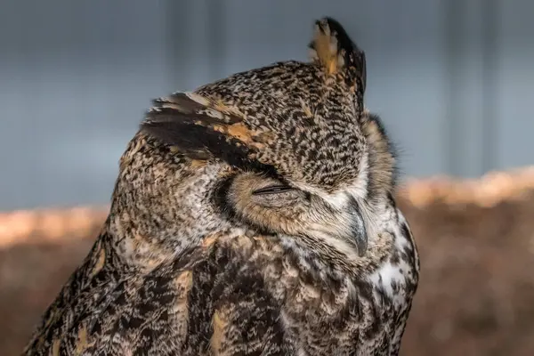 Pod Okiem Great Horned Owl Birds Prey Centre Coleman Alberta — Zdjęcie stockowe