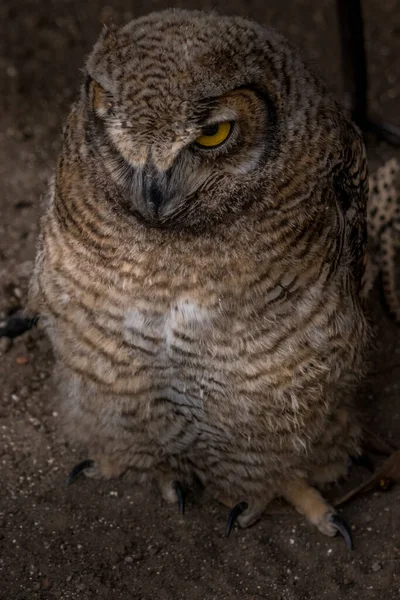 Unter Den Augen Des Great Horned Owl Birds Prey Centre — Stockfoto
