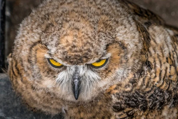 Κάτω Από Βλέμμα Του Great Horned Owl Birds Prey Centre — Φωτογραφία Αρχείου