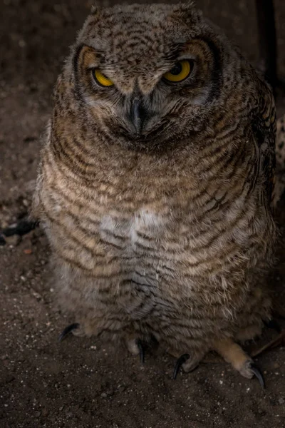 Överinseende Stora Horned Owl Birds Prey Centre Coleman Alberta Kanada — Stockfoto