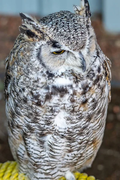 Great Horned Owl Sittingon Perch Birds Prey Centre Coledale Alberta — Stock Photo, Image