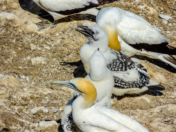 Gannets Samlas Parningssäsongen Murawai Beach Auckland Nya Zeeland — Stockfoto