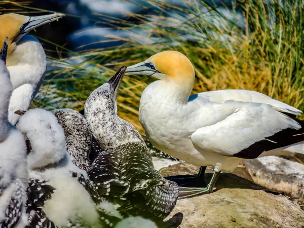 Basstölpel Sammeln Sich Während Der Paarungszeit Murawai Beach Auckland Neuseeland — Stockfoto