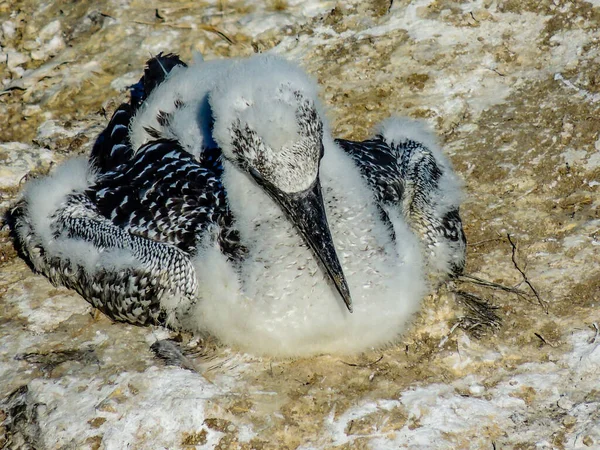 Les Moustiquaires Rassemblent Pendant Saison Des Amours Murawai Beach Auckland — Photo