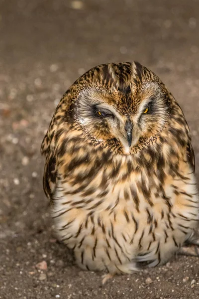 Rövid Fülű Bagoly Próbál Ébren Maradni Egy Labdát Birds Prey — Stock Fotó