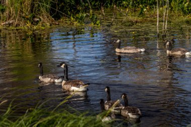 Kanada kazları yavrularıyla ilgileniyor Elk Adası Ulusal Parkı Alberta Kanada