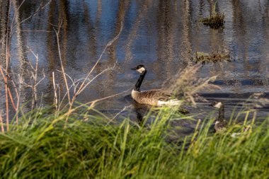 Kanada kazları yavrularıyla ilgileniyor Elk Adası Ulusal Parkı Alberta Kanada