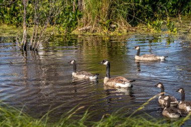 Kanada kazları yavrularıyla ilgileniyor Elk Adası Ulusal Parkı Alberta Kanada