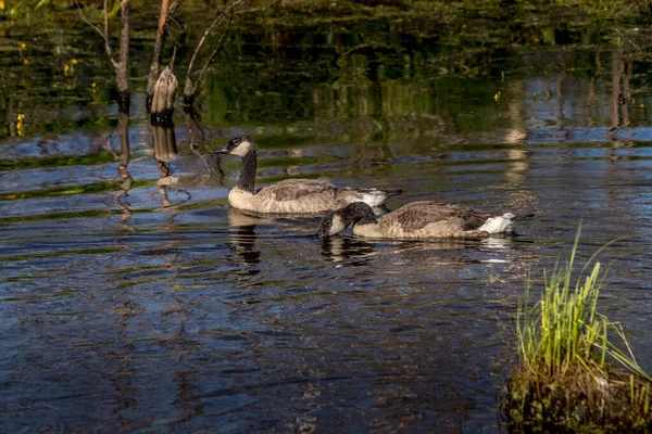 Canada Geese Minding Chicks Elk Island National Park Alberta Canada — Foto Stock