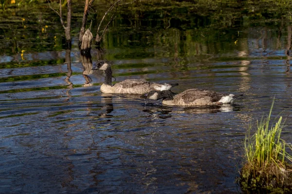 Canada Geese Minding Chicks Elk Island National Park Alberta Canada — Stockfoto