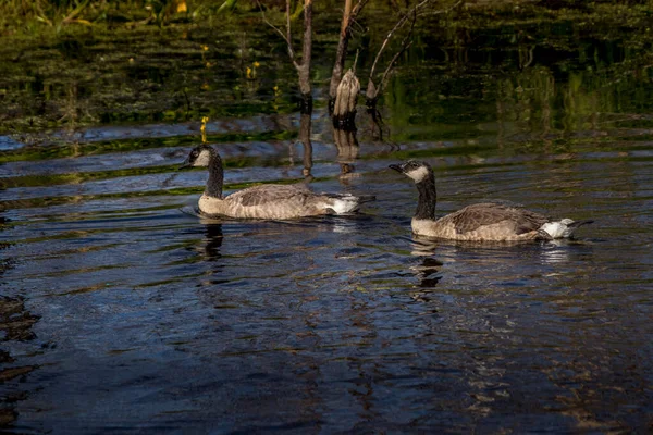 Canada geese minding their chicks Elk Island National Park Alberta Canada