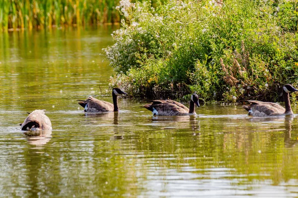 Canada Geese Swimming Pond Birds Prey Centre Coledale Alberta Canada — стоковое фото