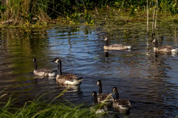 Canada Geese Minding Chicks Elk Island National Park Alberta Canada — стоковое фото