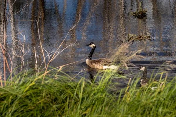 Canada Geese Minding Chicks Elk Island National Park Alberta Canada — Stockfoto