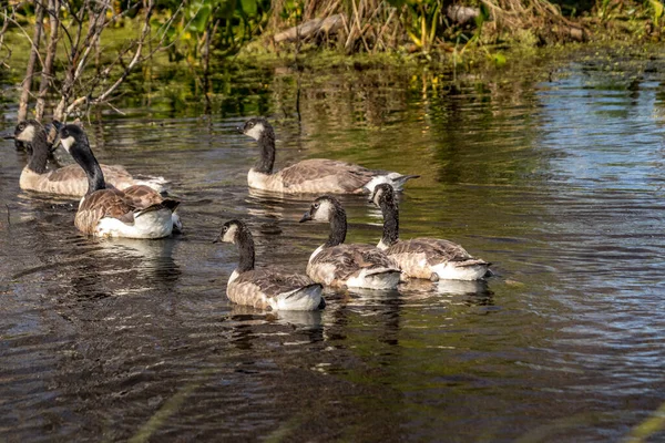 Kanada kazları yavrularıyla ilgileniyor Elk Adası Ulusal Parkı Alberta Kanada