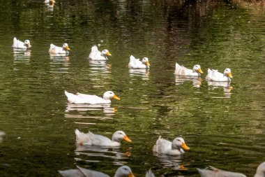Yırtıcı Kuş Merkezi Coleman Alberta Kanada 'nın göletinde yerli kaz otlayıp yüzüyor.