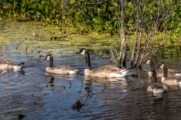 Kanada kazları yavrularıyla ilgileniyor Elk Adası Ulusal Parkı Alberta Kanada
